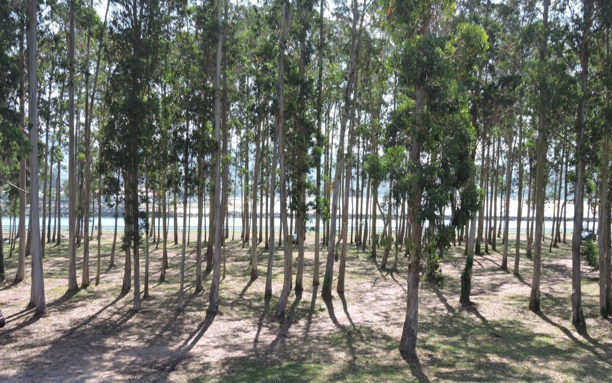 Apartamento Pie De Playa, El Puntal-Villaviciosa ビリャビシオサ エクステリア 写真